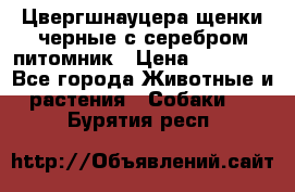 Цвергшнауцера щенки черные с серебром питомник › Цена ­ 30 000 - Все города Животные и растения » Собаки   . Бурятия респ.